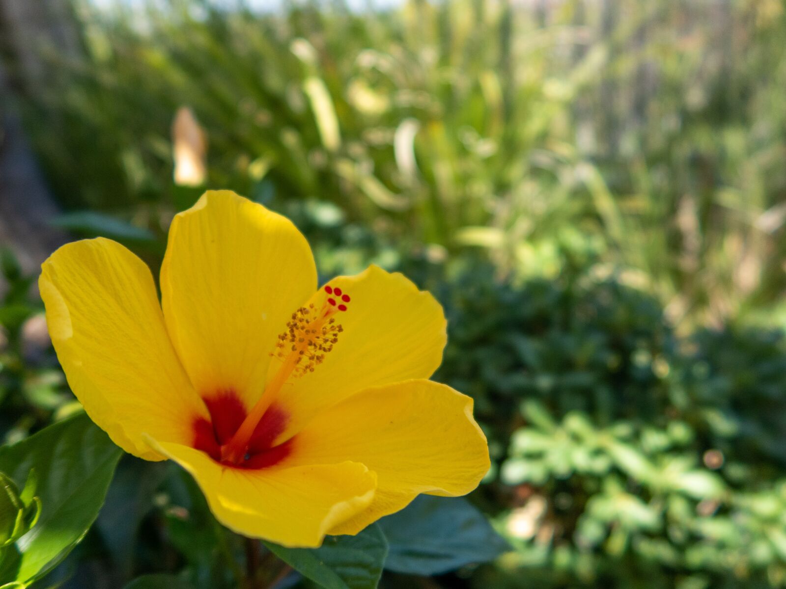 Canon PowerShot G7 X Mark II sample photo. Flower, close up, nature photography