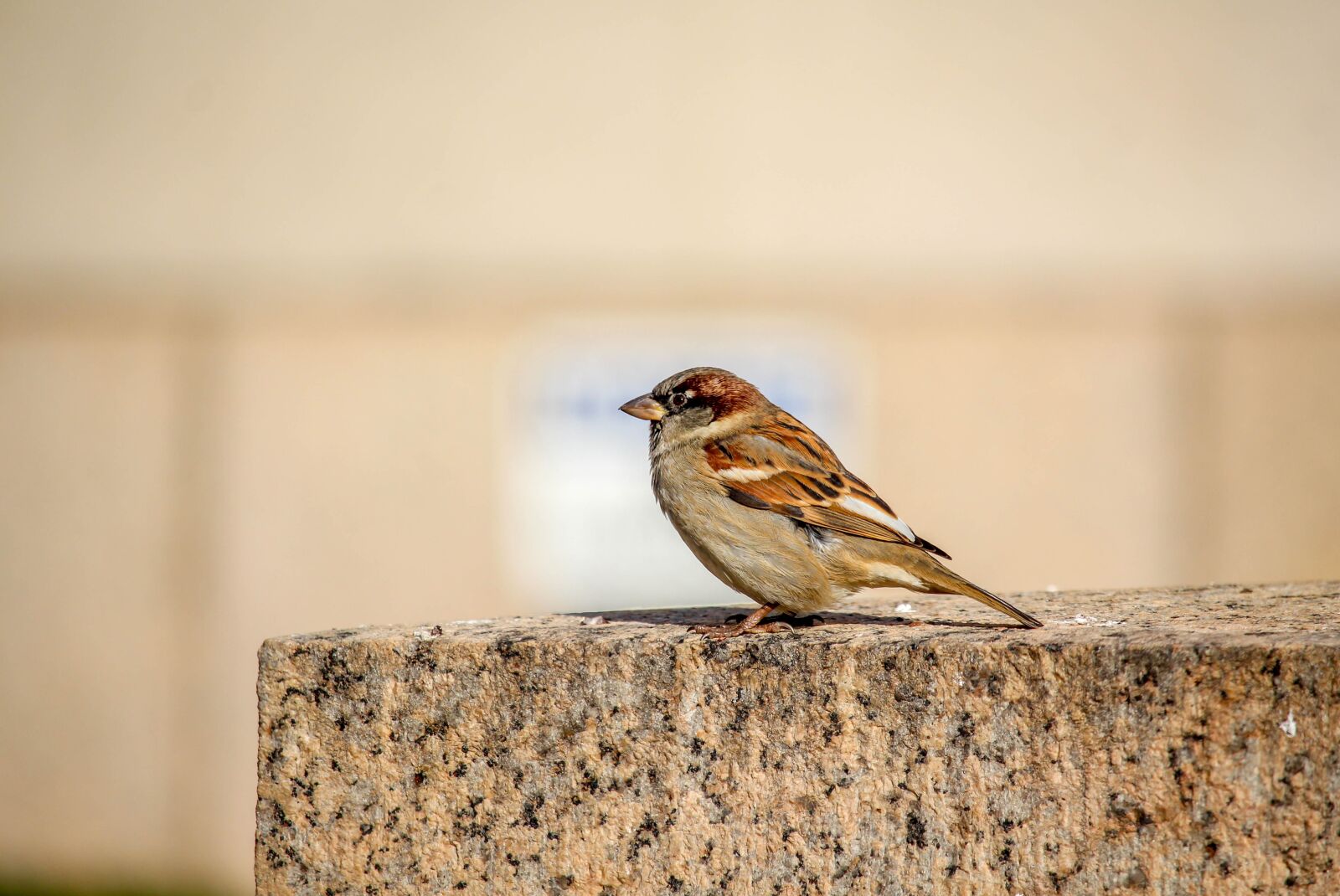 Canon EOS 700D (EOS Rebel T5i / EOS Kiss X7i) sample photo. Nature, bird, wildlife photography