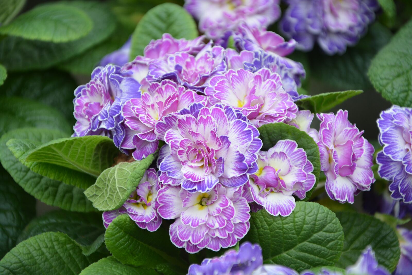 Nikon D5200 sample photo. Flower, purple flowers, plants photography