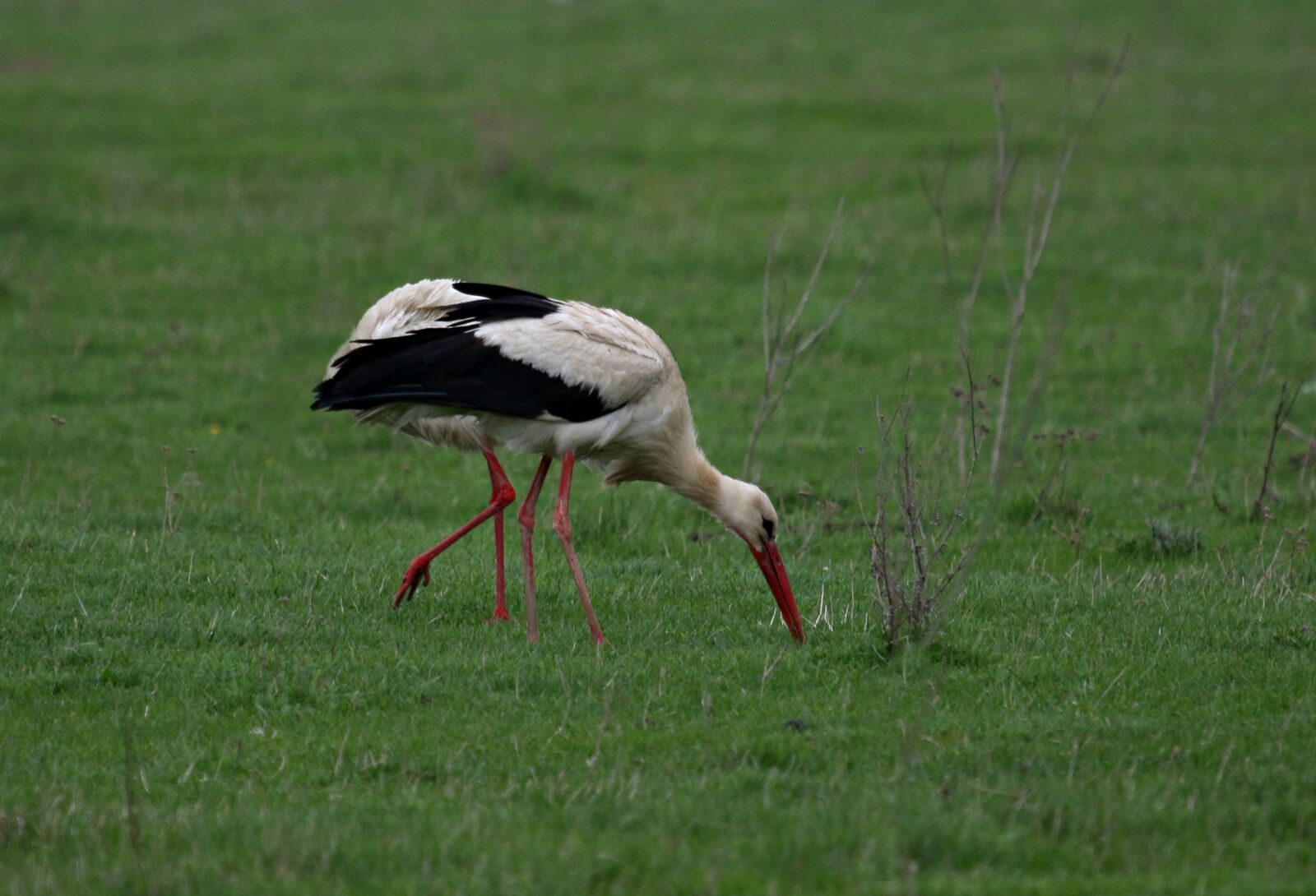 Canon EF 100-400mm F4.5-5.6L IS USM sample photo. Stork, birds, camp photography