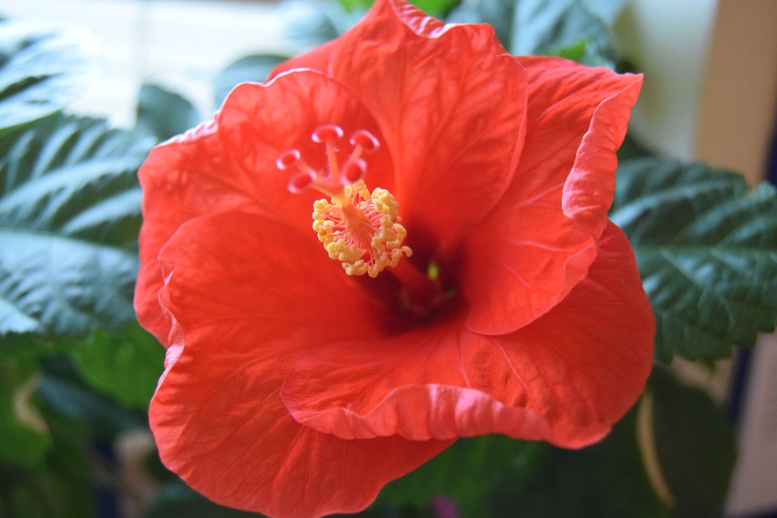 Nikon D3300 sample photo. Flower, red, blossom photography
