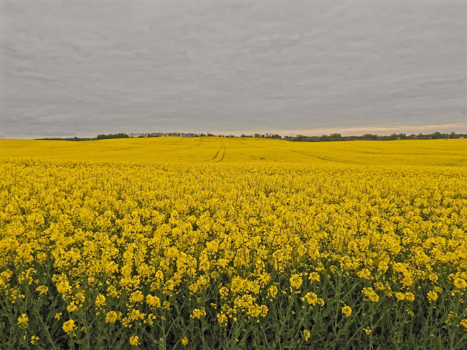 Nikon Coolpix P1000 sample photo. Landscape, rapeseed, masuria photography