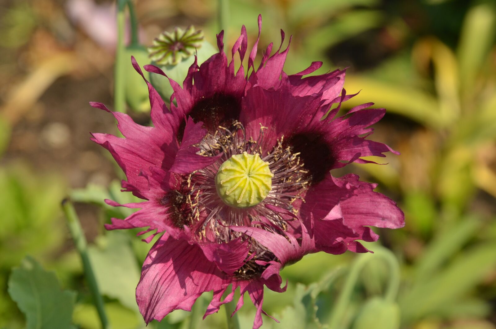 Nikon D7000 sample photo. Poppy, flower, flora photography
