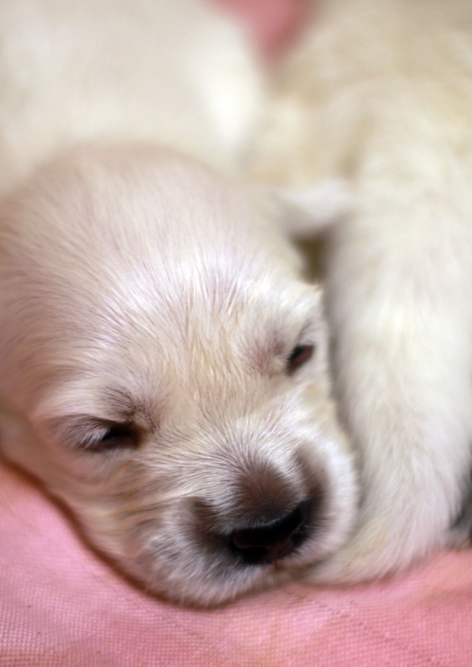 Canon EOS 1200D (EOS Rebel T5 / EOS Kiss X70 / EOS Hi) sample photo. Puppy, golden retriever, white photography