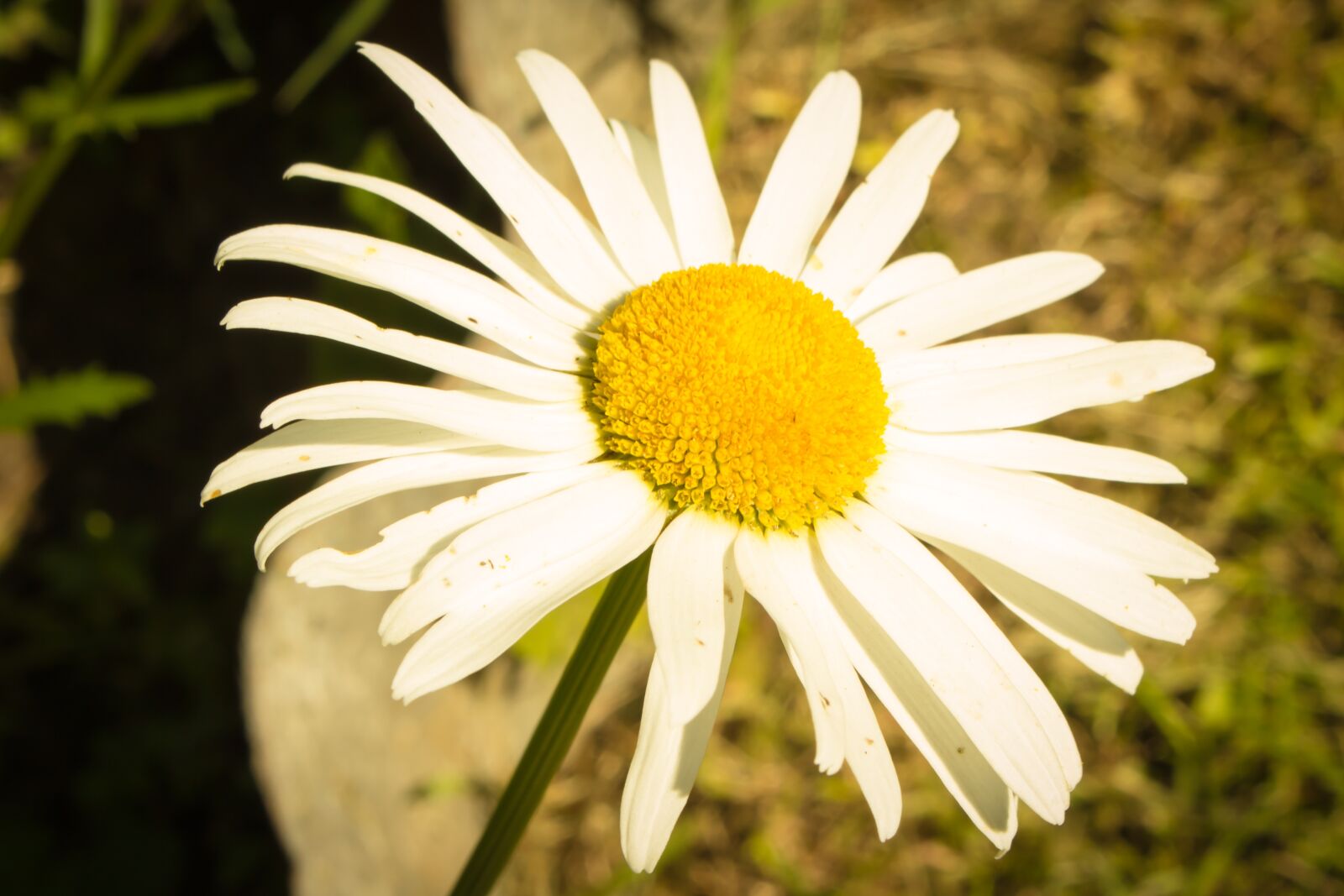 Canon EOS 700D (EOS Rebel T5i / EOS Kiss X7i) sample photo. Flowers, daisy, summer photography