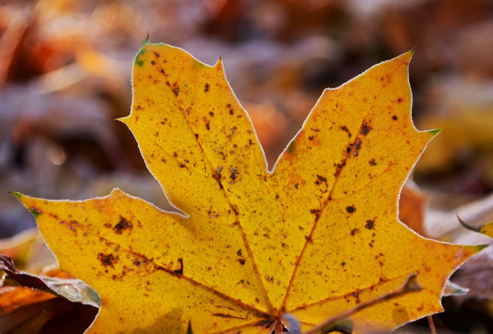 Nikon D3300 sample photo. Leaves, frost, nature photography