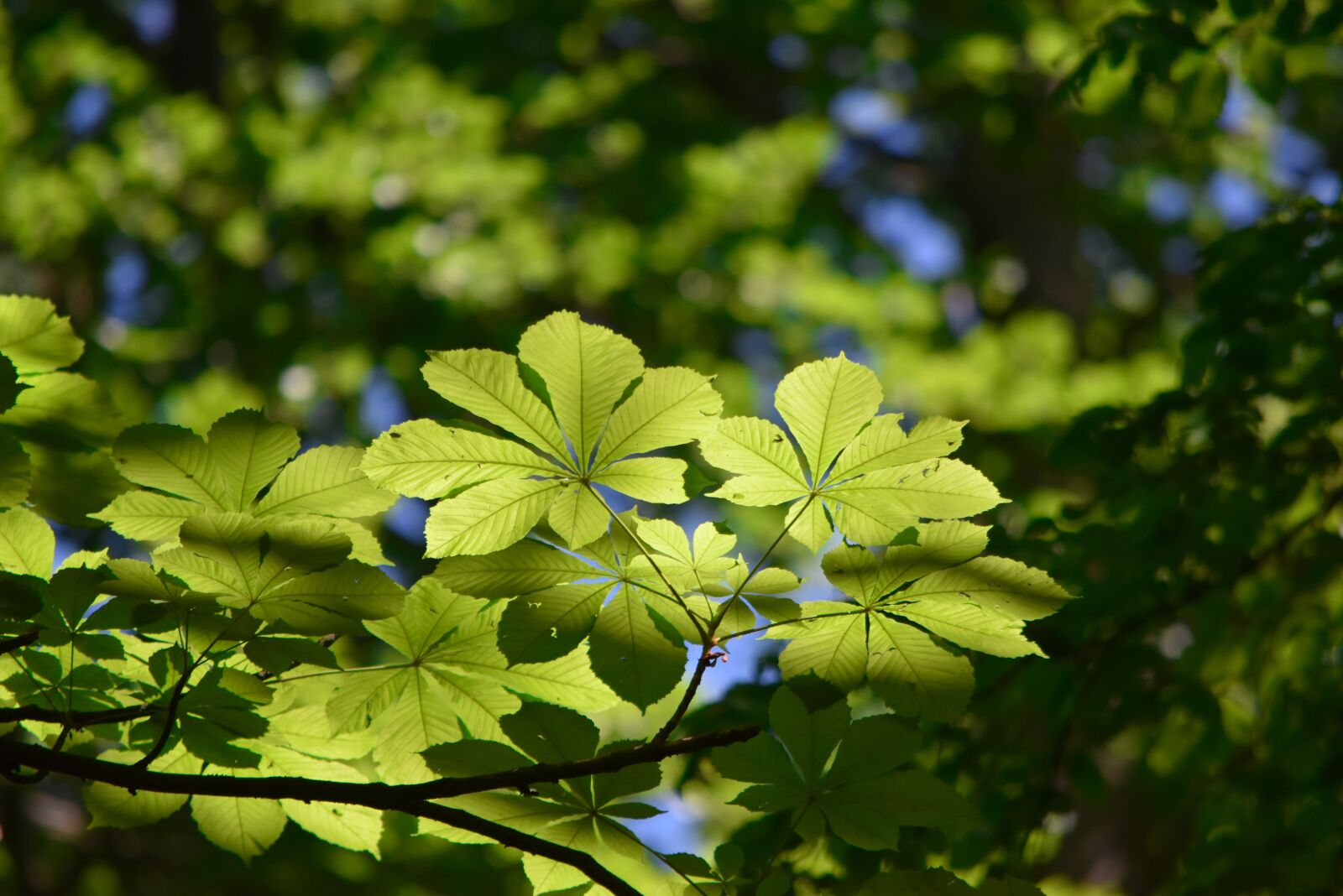 Nikon D5500 sample photo. Leaves, foliage, tree photography