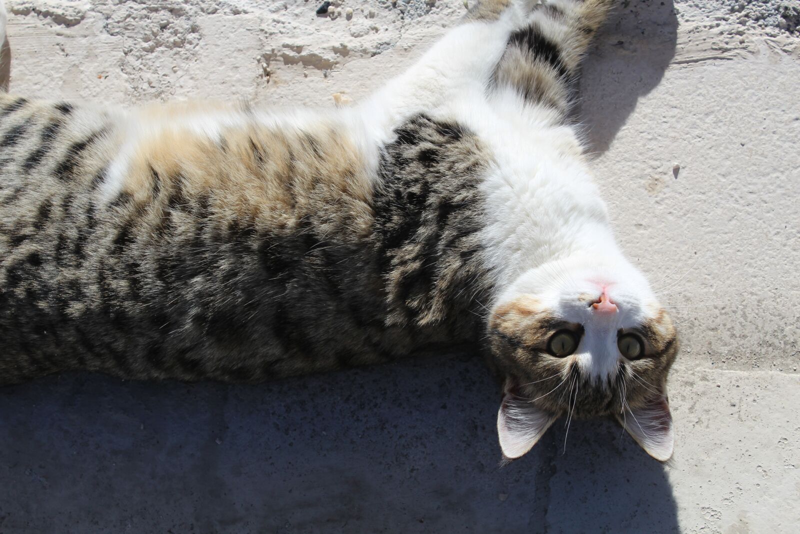 Canon EOS 1200D (EOS Rebel T5 / EOS Kiss X70 / EOS Hi) sample photo. Cat, reverse, animals photography
