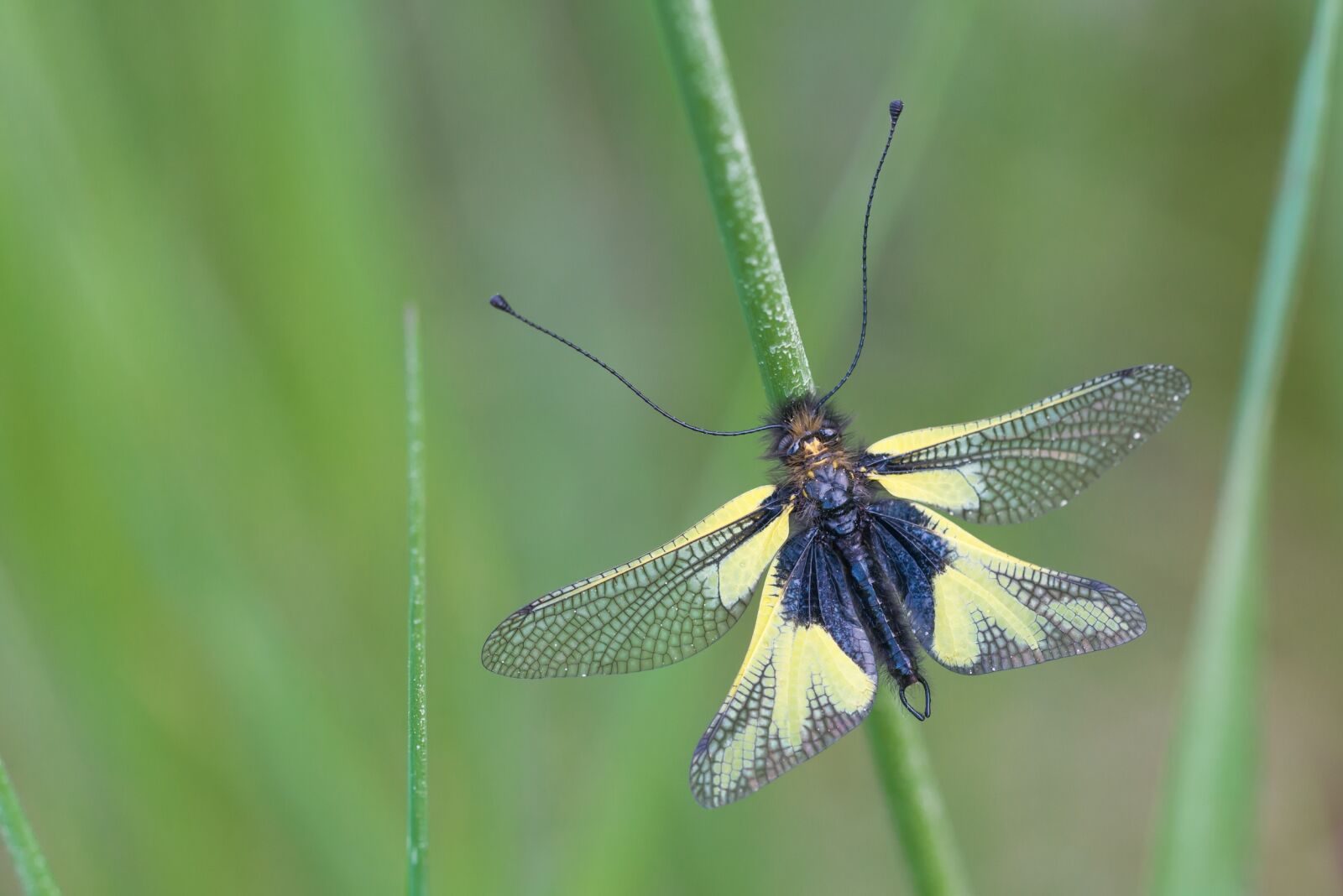 Nikon D800 sample photo. Insect, dragonflies-butterfly way, libelloides photography