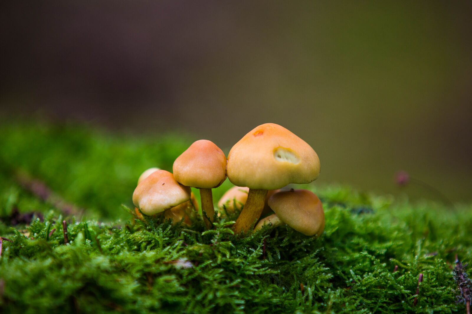 Canon EOS 5D Mark III sample photo. Fungi, mushroom, nature photography