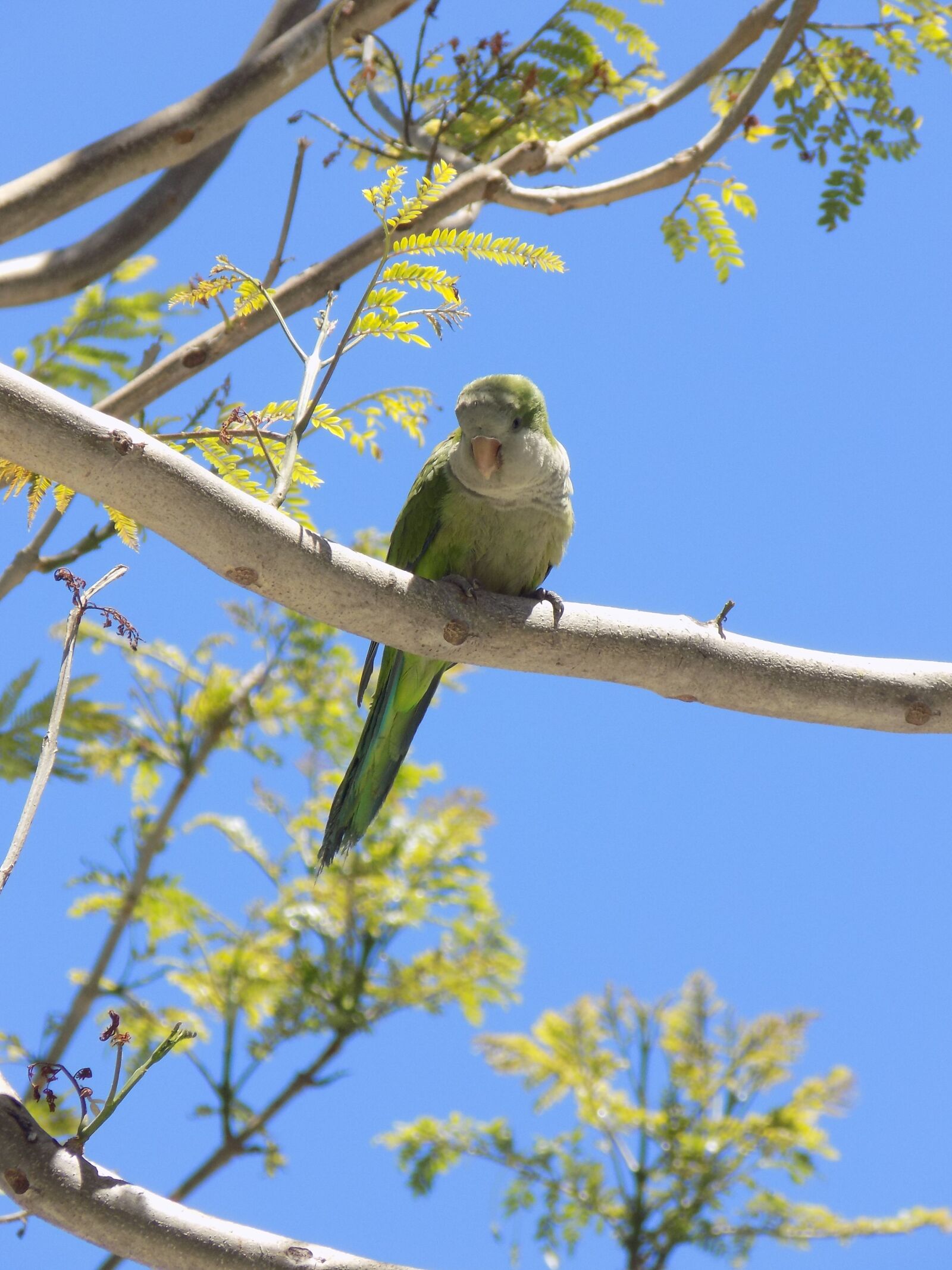 Nikon COOLPIX L340 sample photo. Bird, blue, sky photography