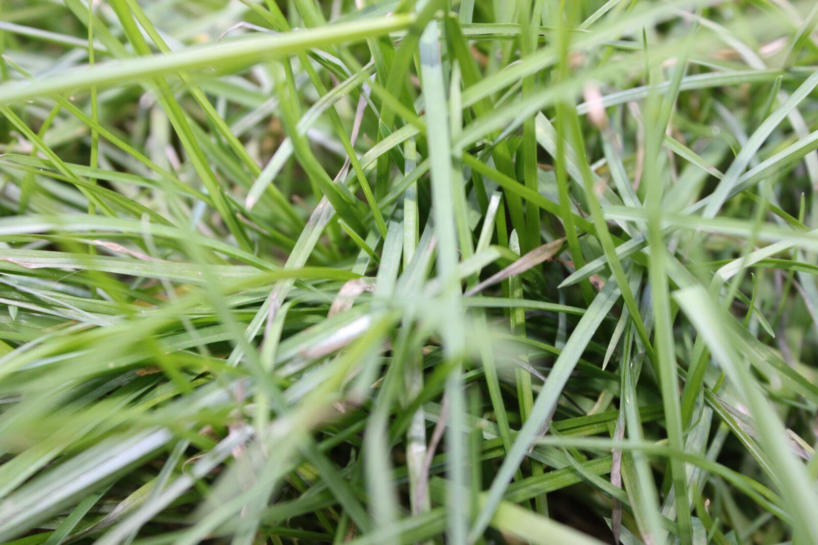 Canon EOS 1200D (EOS Rebel T5 / EOS Kiss X70 / EOS Hi) sample photo. Grass, nature, grasses photography