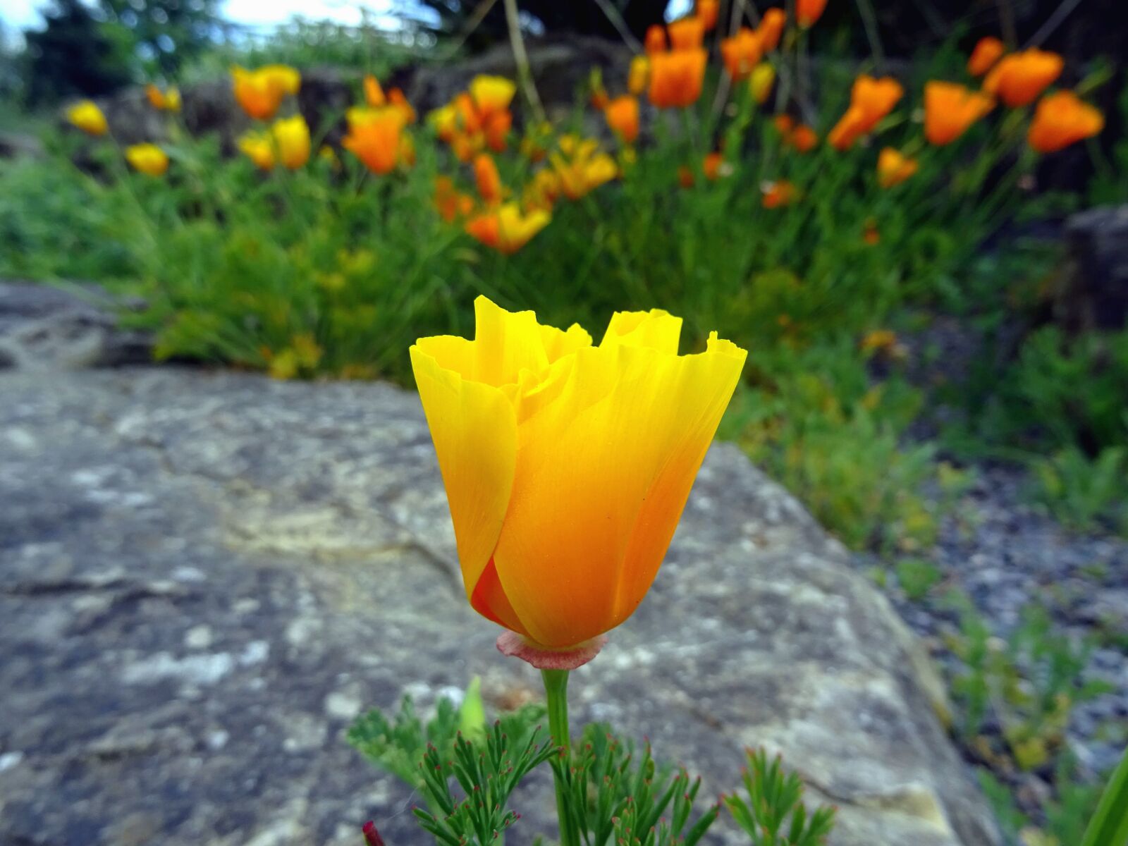 Sony DSC-HX60 sample photo. Flower, tulip, flowering, petals photography