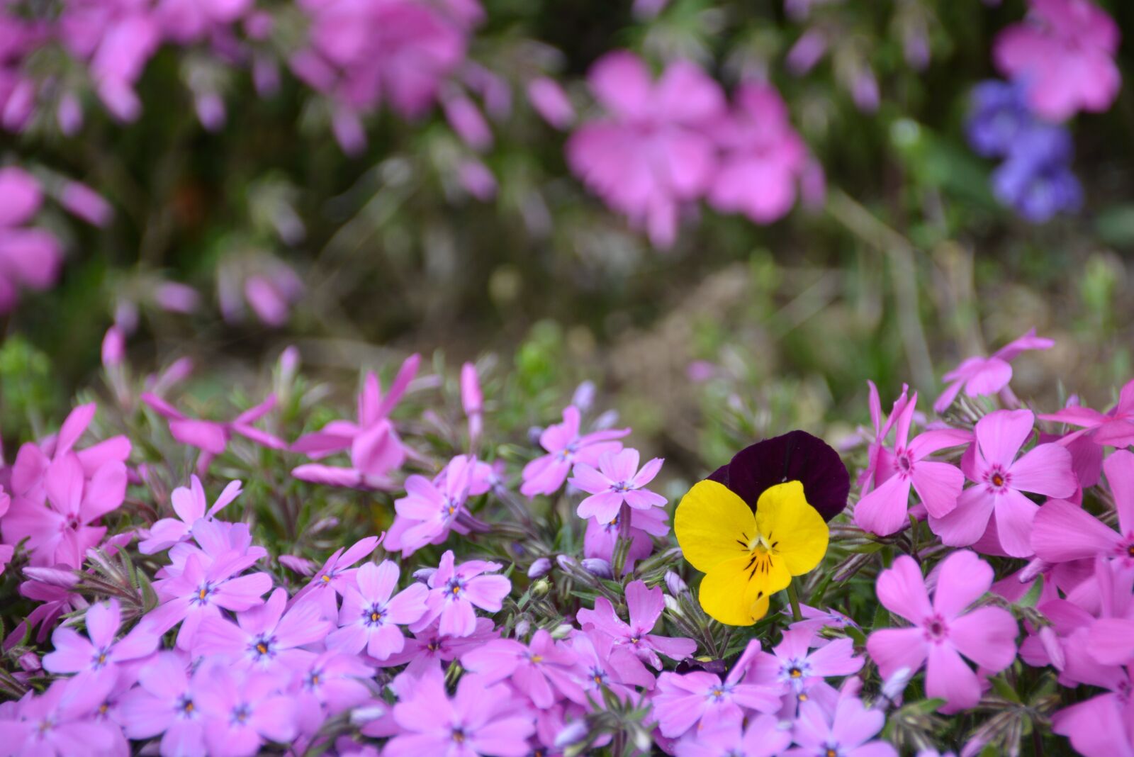 Nikon D7100 sample photo. Flower grass, flowers, grass photography