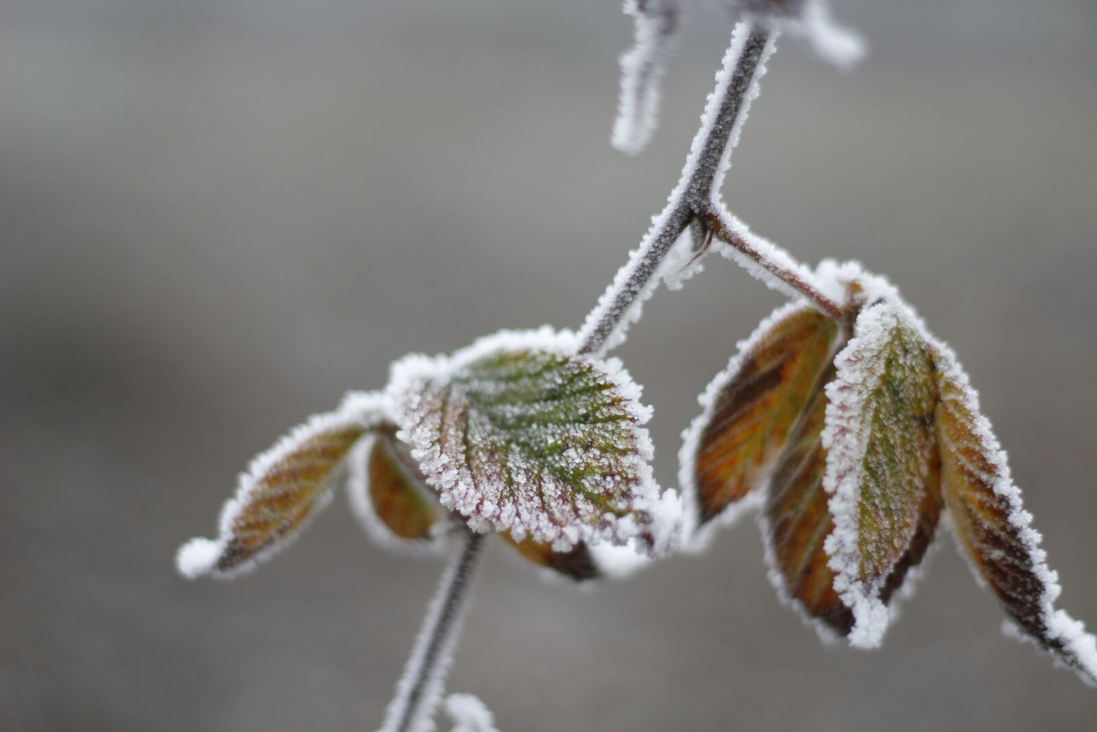 Canon EOS 1200D (EOS Rebel T5 / EOS Kiss X70 / EOS Hi) + Canon EF 50mm F1.8 II sample photo. Leaves, frost, winter photography