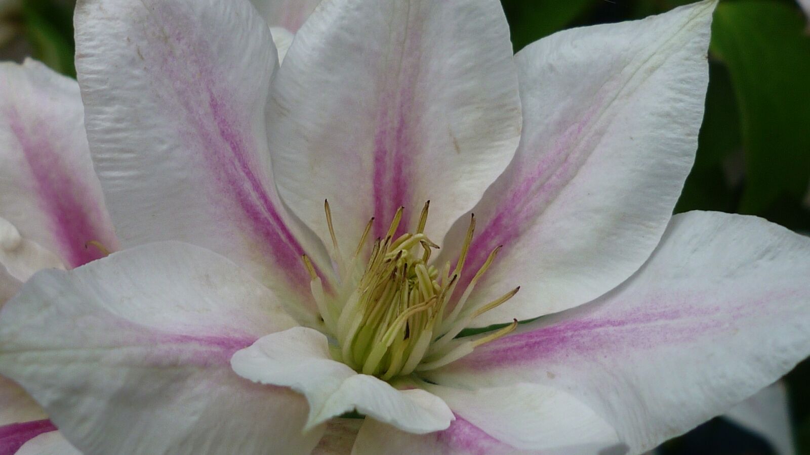 Panasonic Lumix DMC-FS6 sample photo. Clematis, flower, rangt photography
