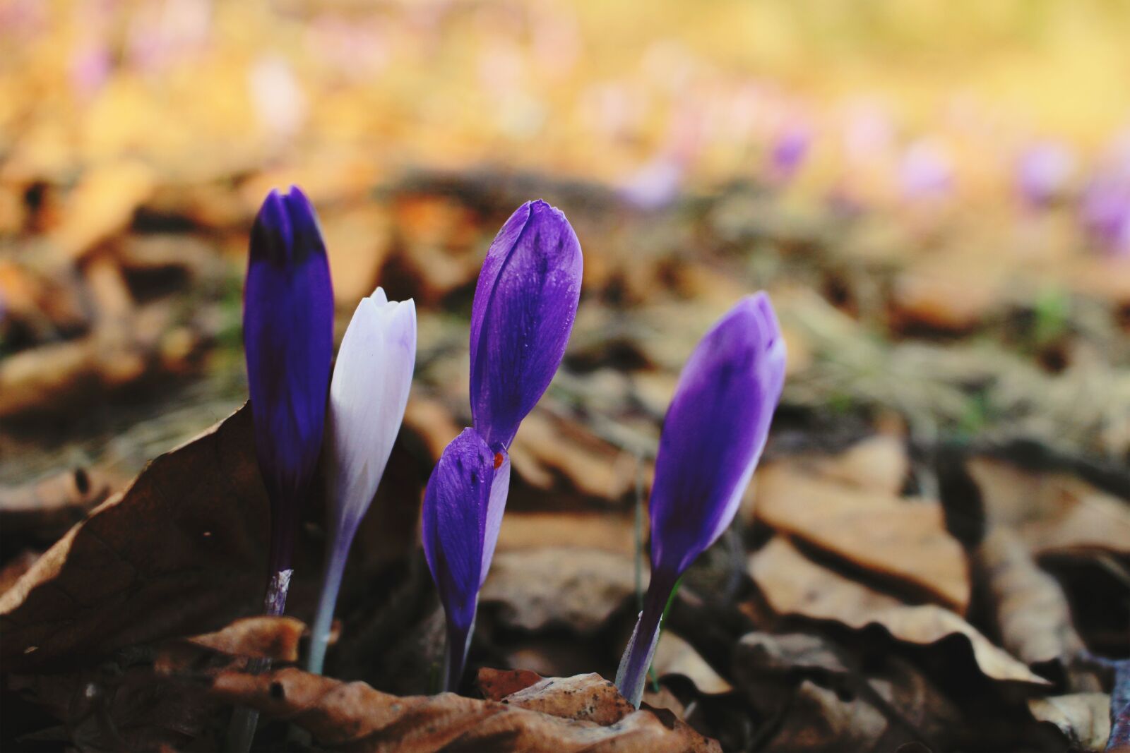 Canon EOS 700D (EOS Rebel T5i / EOS Kiss X7i) sample photo. Crocus, flower, purple photography