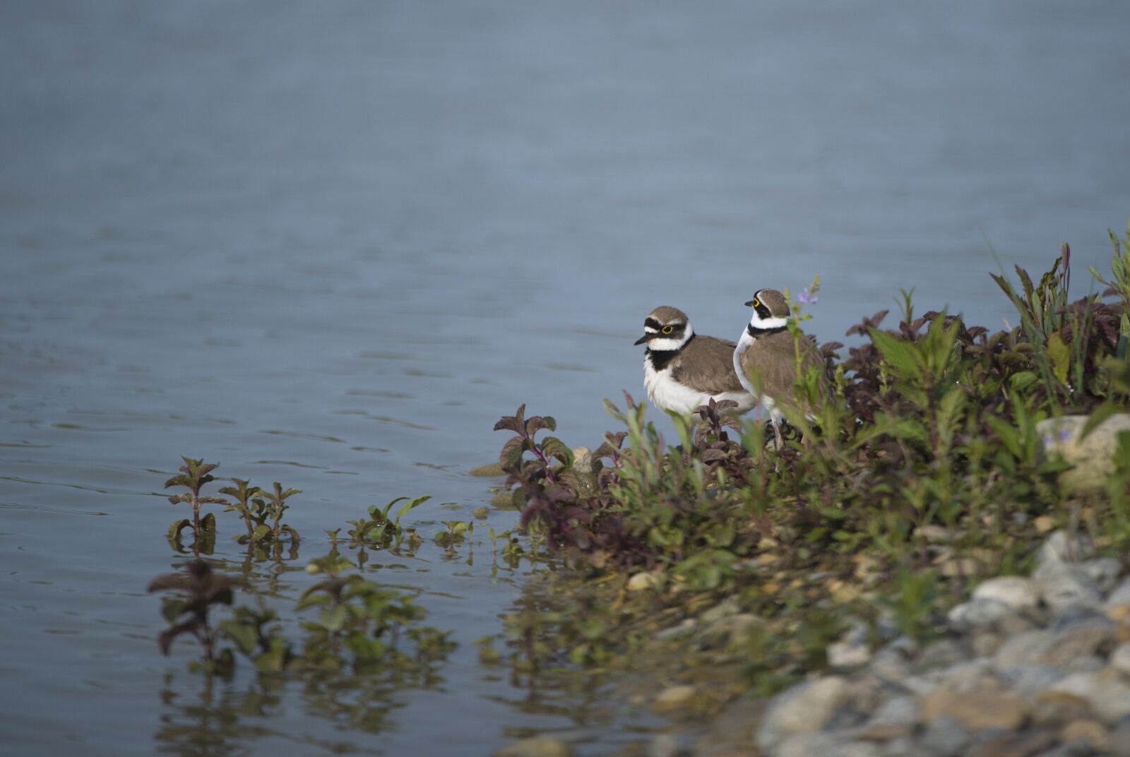 Nikon D800 sample photo. Plovers, bird, pond photography
