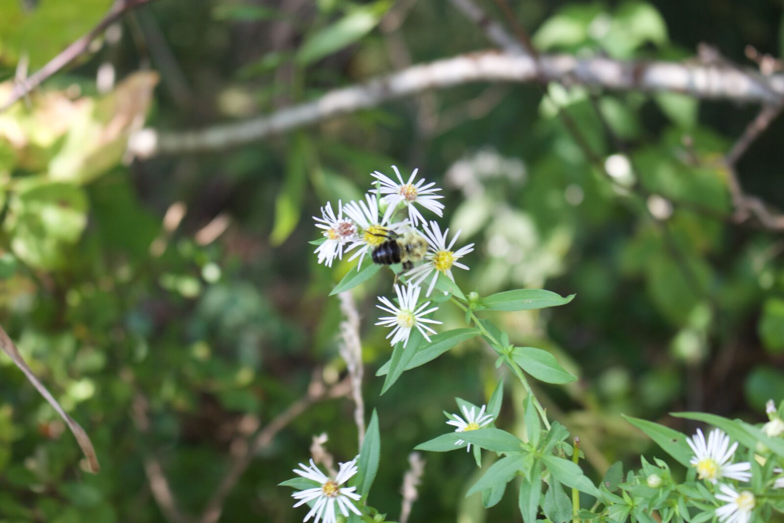 Canon EOS 700D (EOS Rebel T5i / EOS Kiss X7i) sample photo