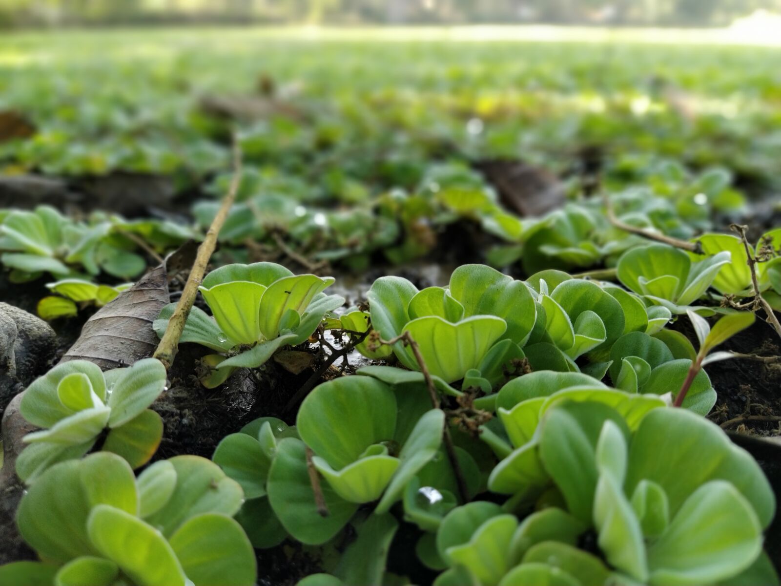 Xiaomi Mi A3 sample photo. Water-hyacinth, wastefulness, village pond photography