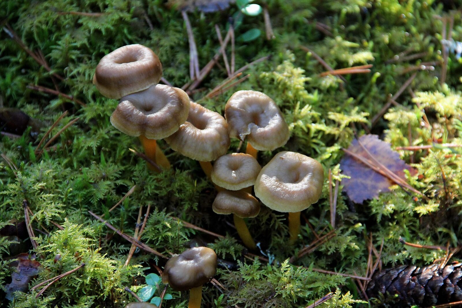 Canon EOS 600D (Rebel EOS T3i / EOS Kiss X5) sample photo. Mushroom, forest, autumn photography