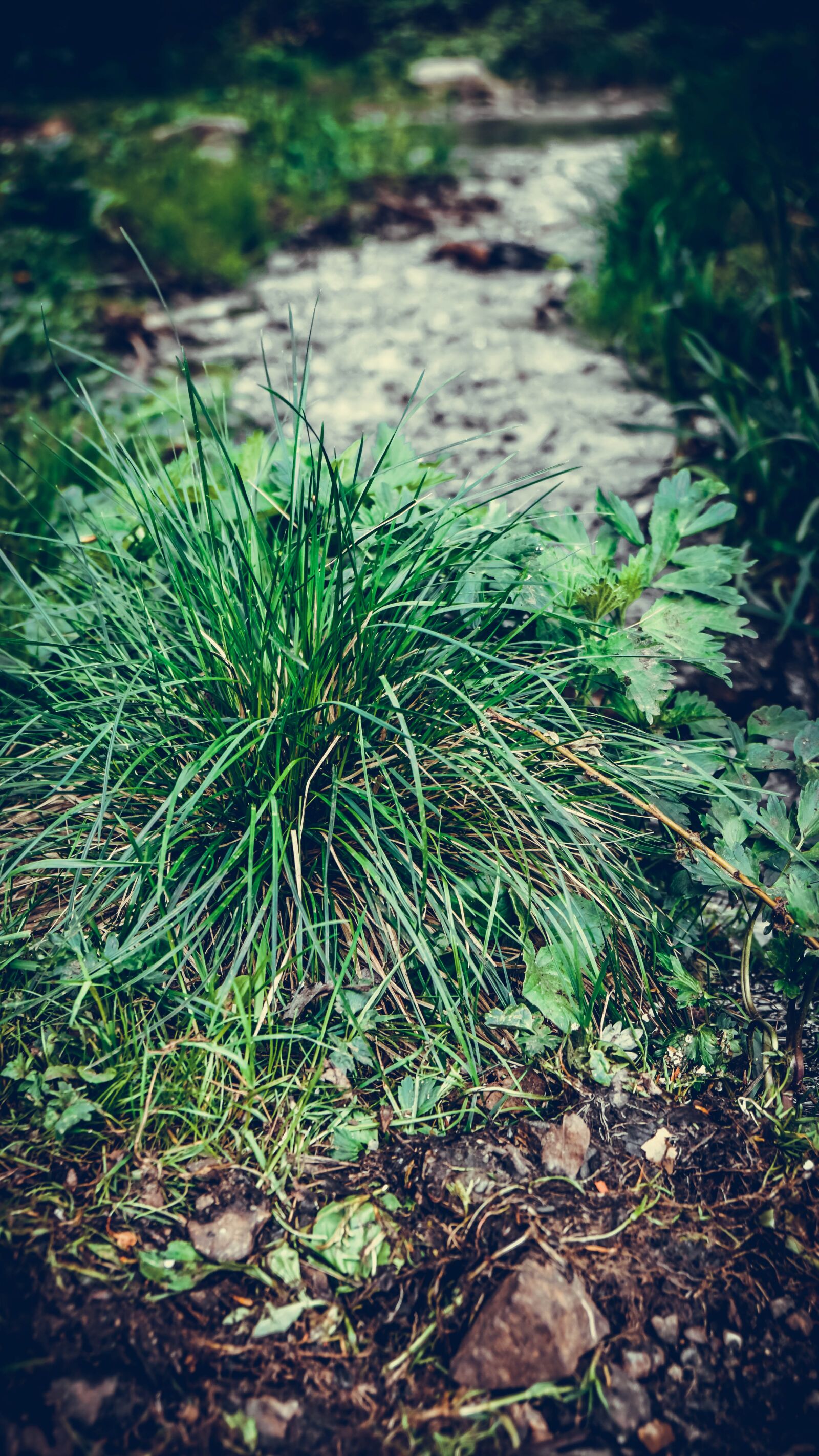 Sony Vario-Tessar T* E 16-70mm F4 ZA OSS sample photo. Flora, nature, grass photography
