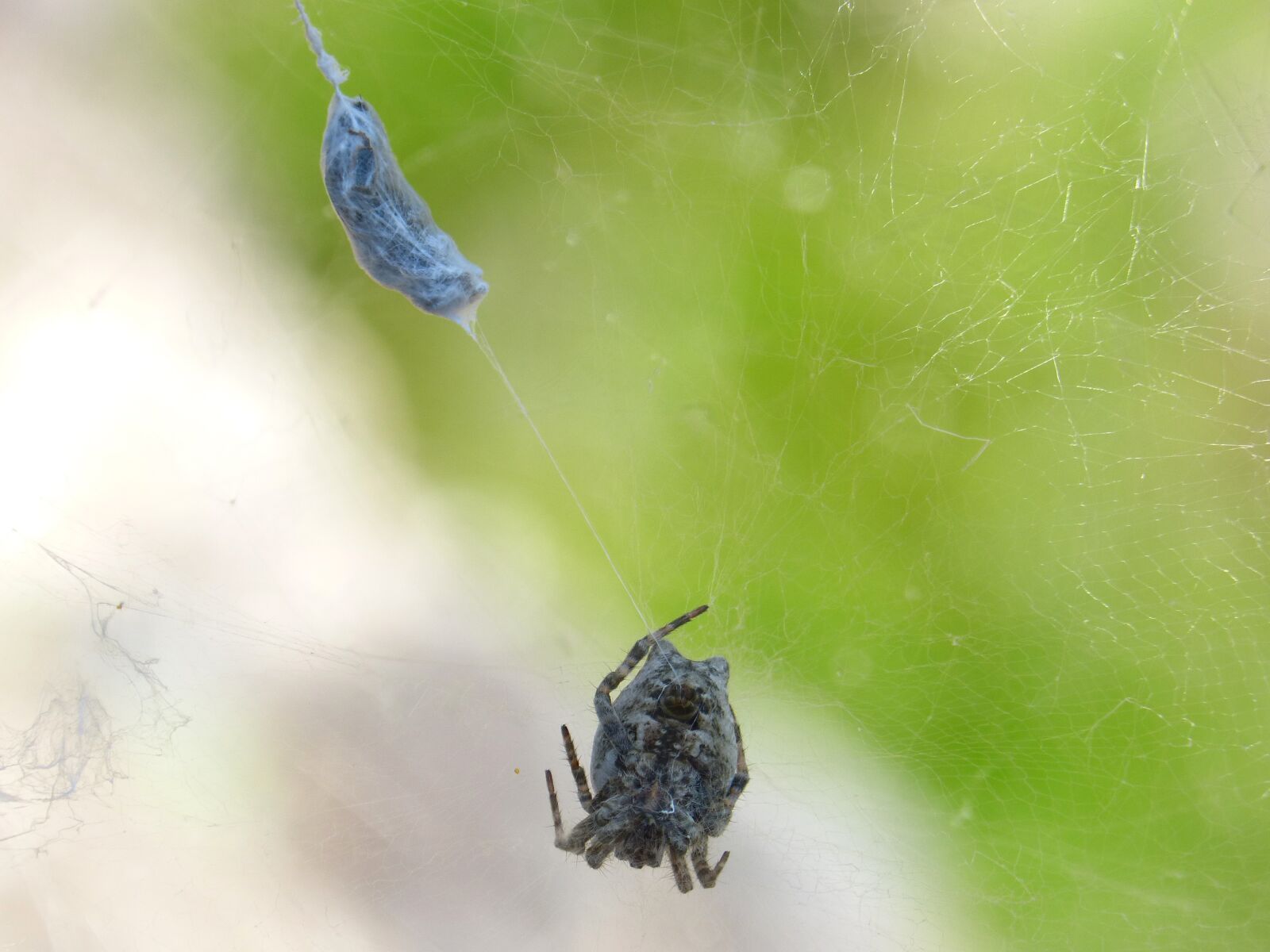Panasonic DMC-FZ62 sample photo. Spider, bee, predator photography