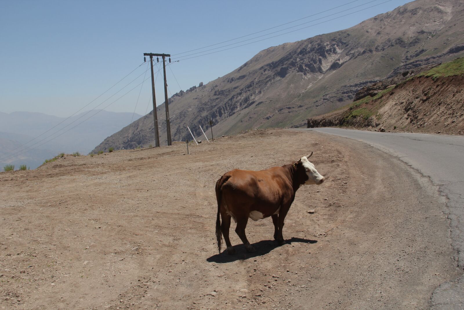 Canon EOS 60D + Canon EF-S 18-135mm F3.5-5.6 IS sample photo. Cow, road, landscape photography