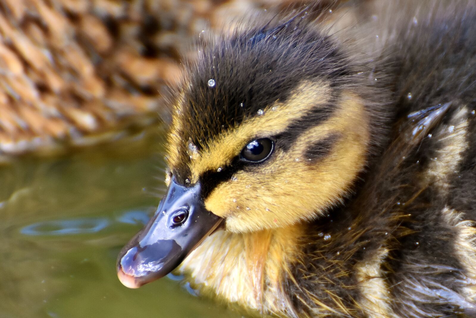 Nikon D7200 sample photo. Mallard, chicks, baby photography