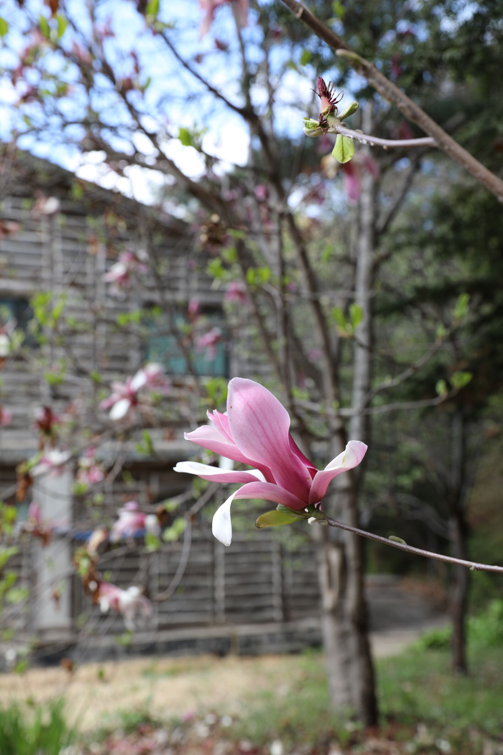 Canon EOS 5D Mark IV sample photo. Magnolia, seoul, flower photography