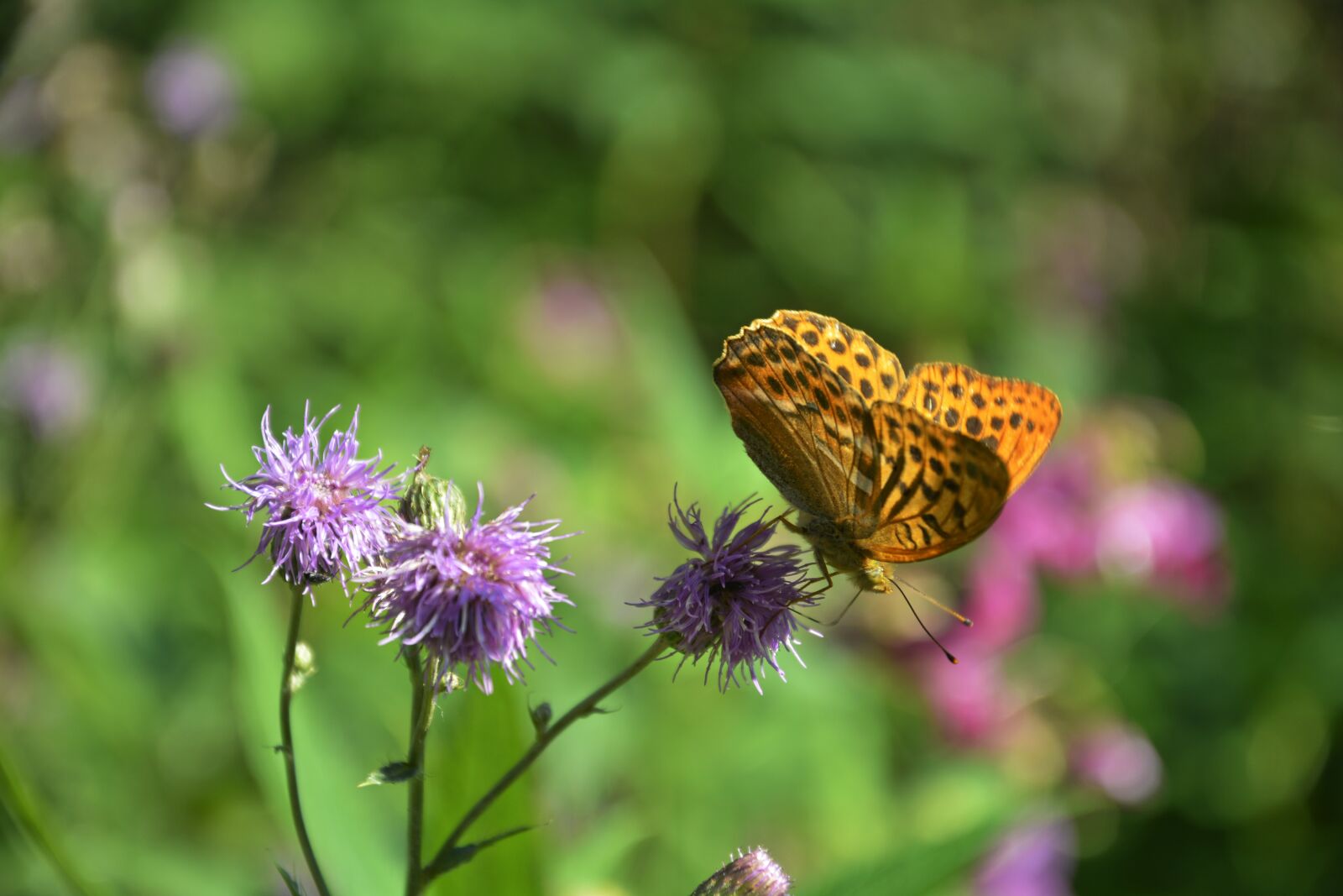Nikon D5200 sample photo. Nature, butterfly, pointed flower photography