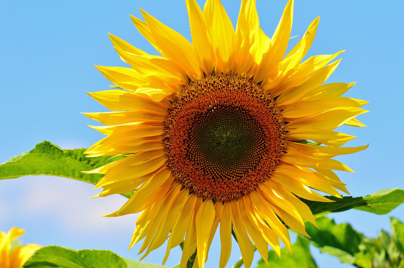 Nikon D3200 sample photo. Sunflower, summer, garden photography