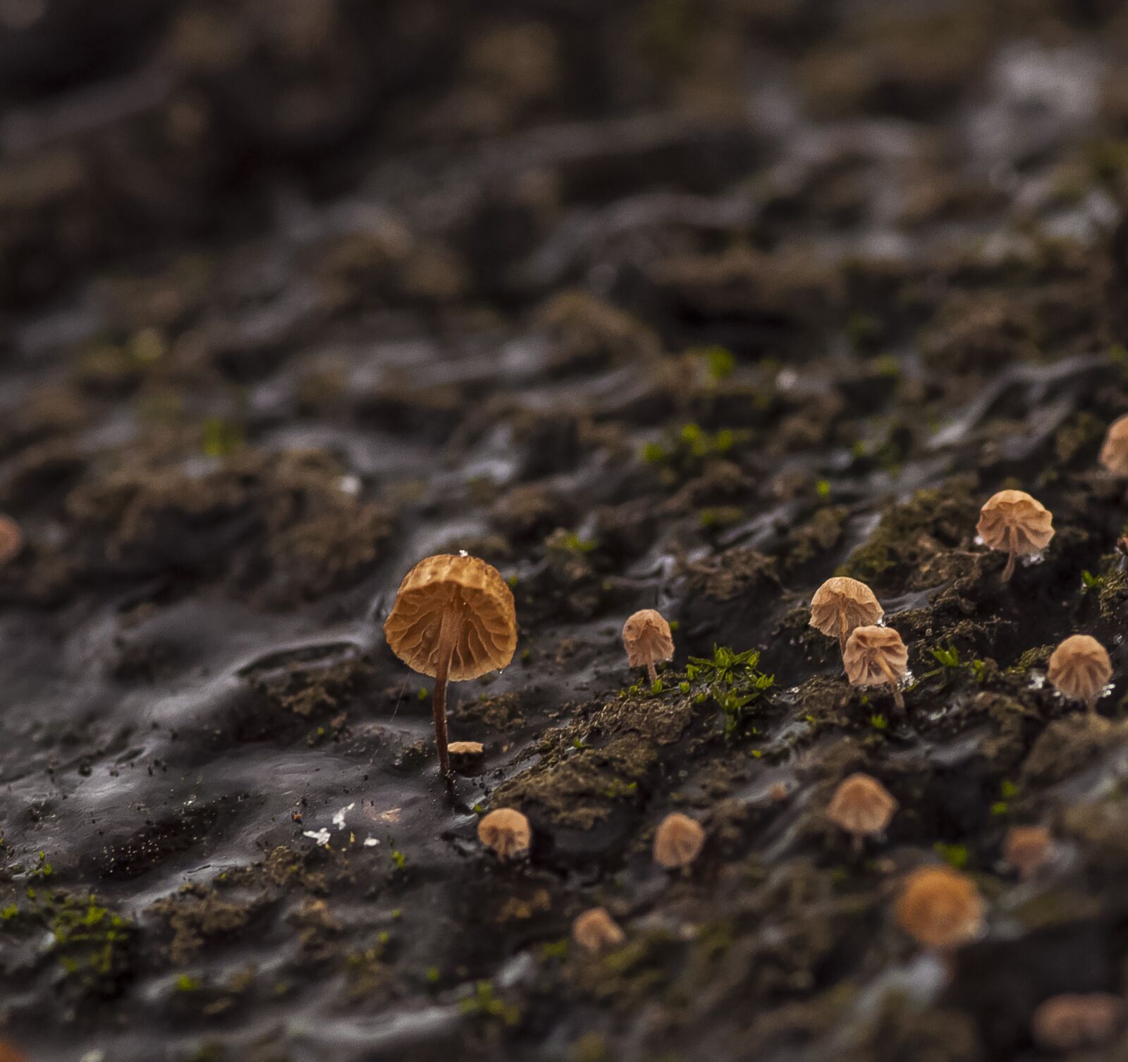 Nikon D90 sample photo. Mushrooms, spring, macro photography