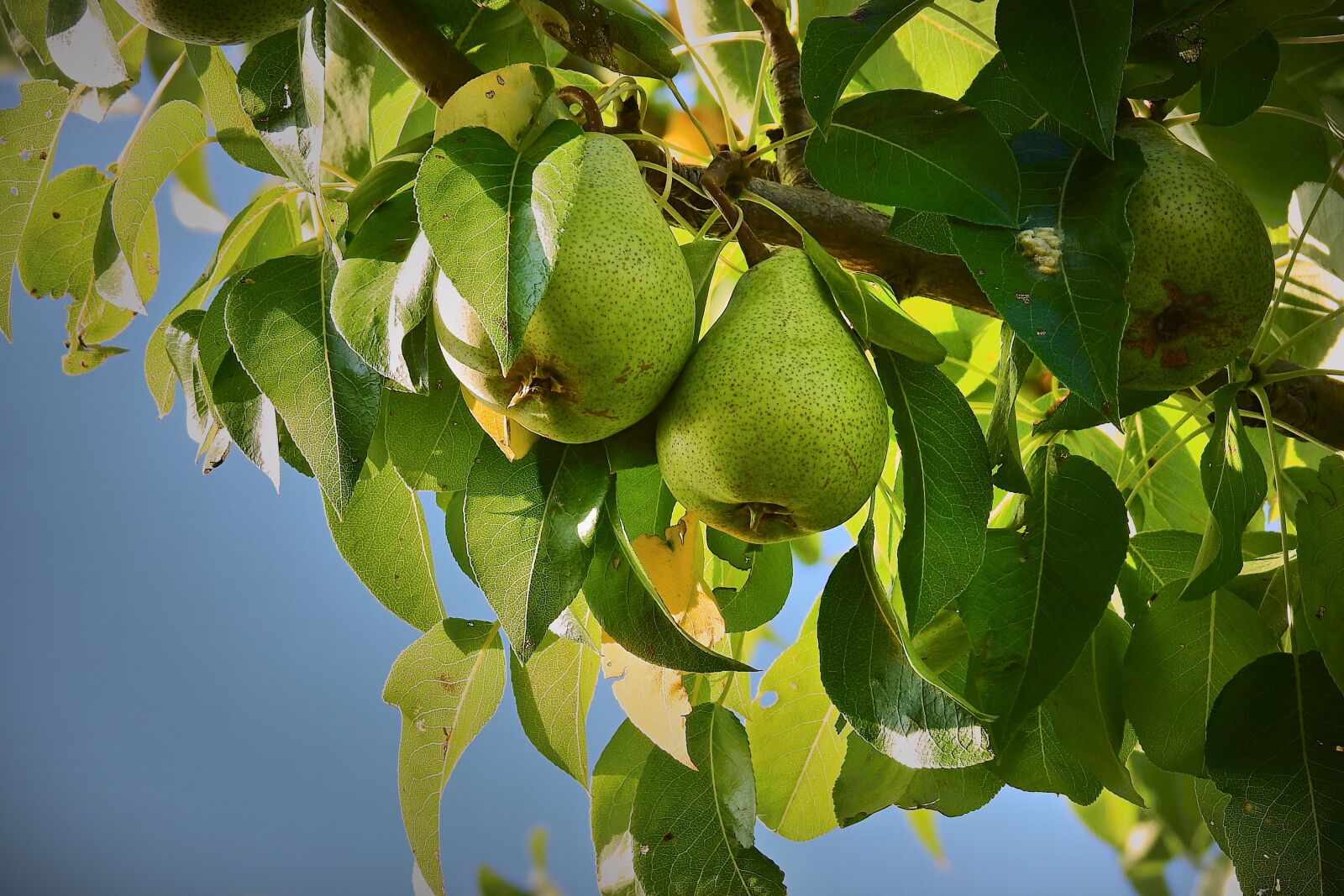 Nikon Coolpix P900 sample photo. Pears, pear tree, fruit photography
