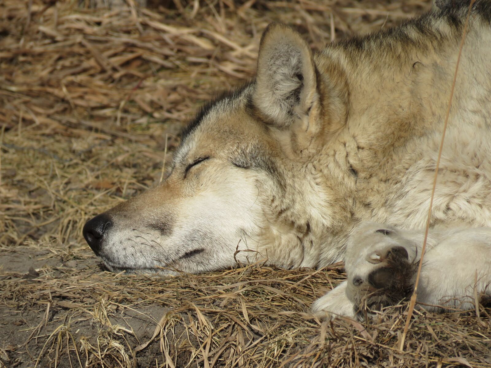 Canon PowerShot SX60 HS sample photo. Wolfdog, wolf, dog photography
