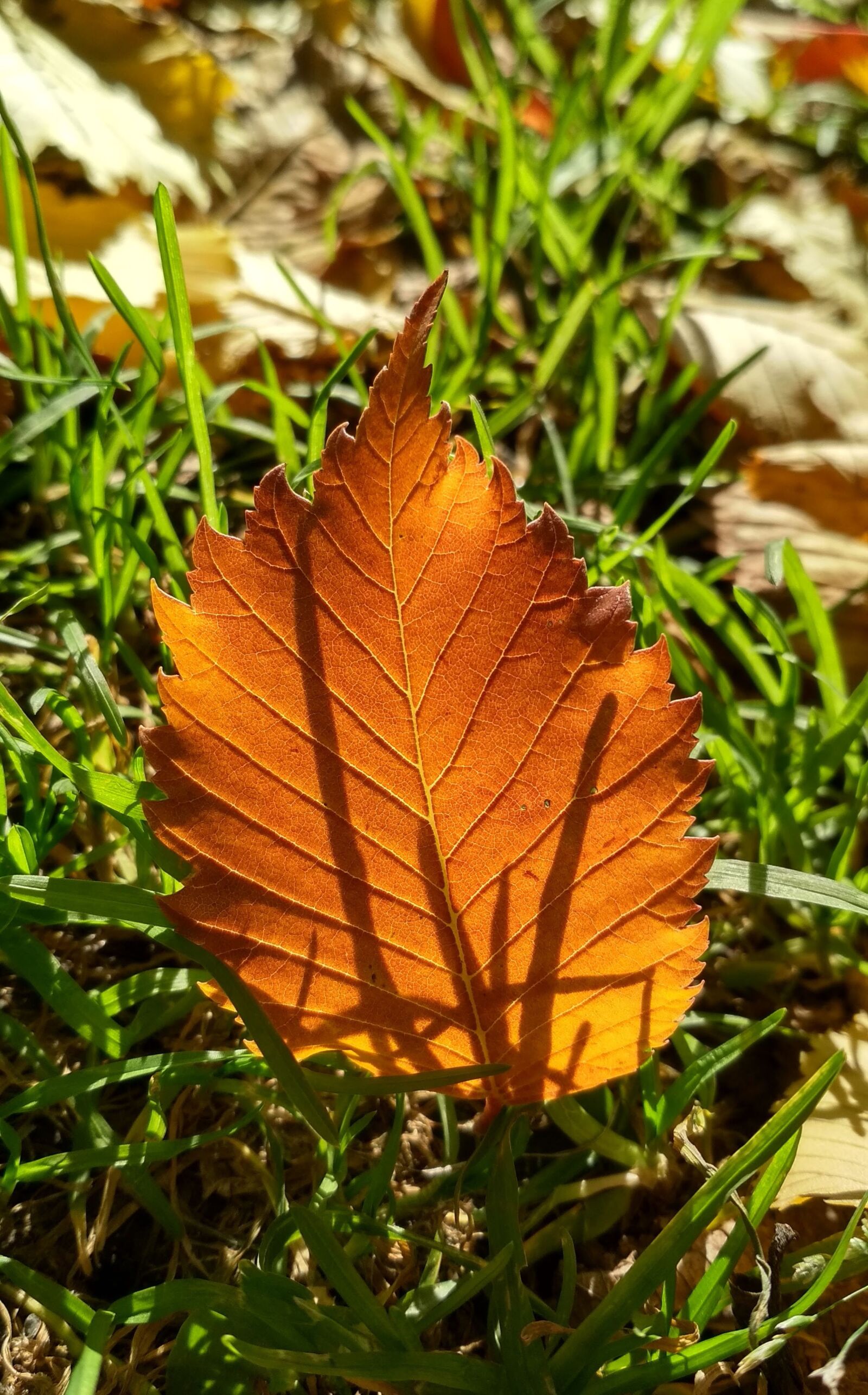 Xiaomi Redmi 4X sample photo. Leaf, autumn, forest photography