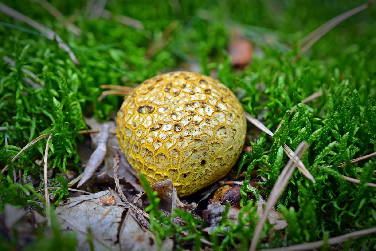 Nikon D5200 sample photo. Mushroom, buffer mushroom, surfaces photography