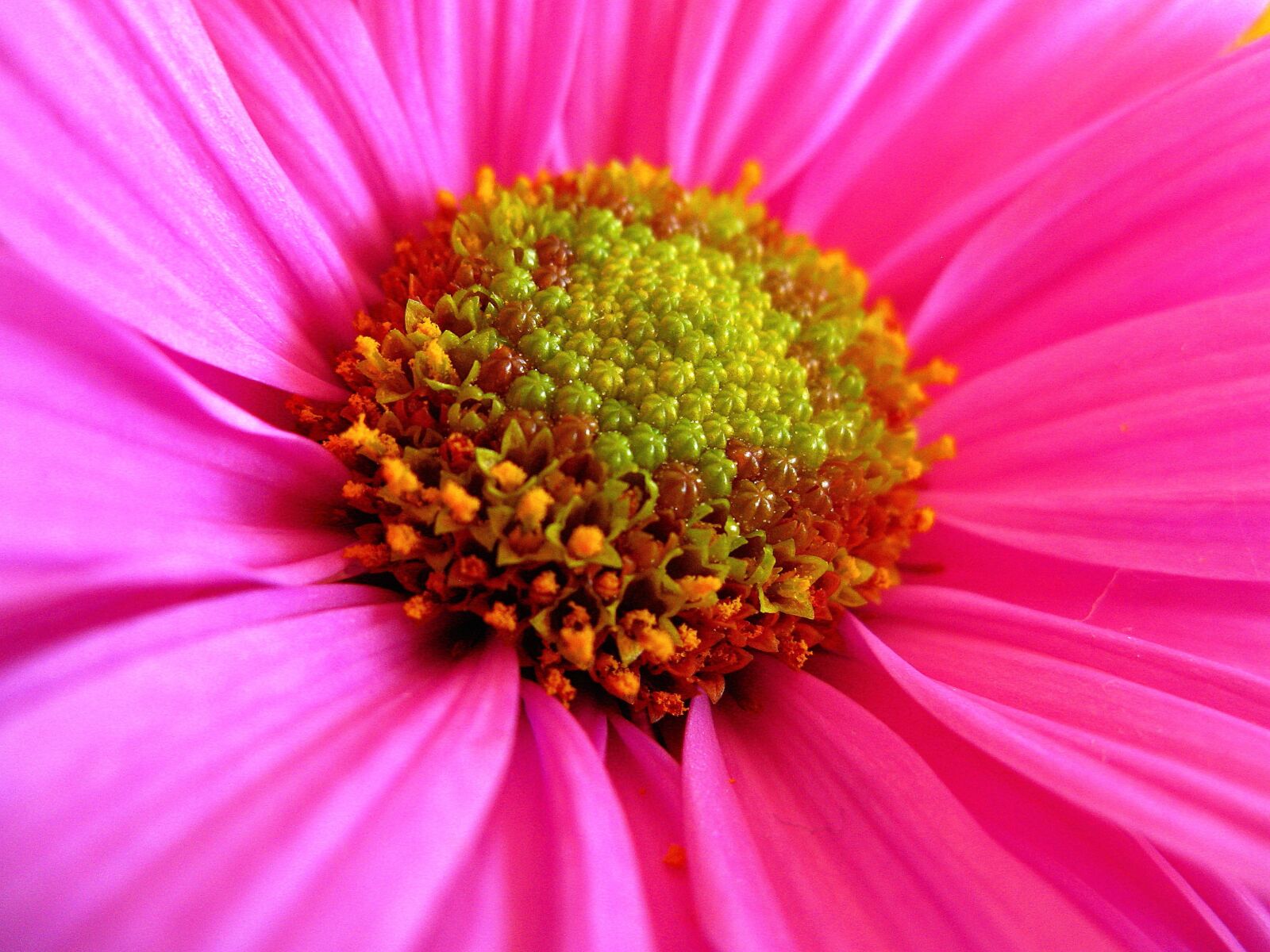Canon POWERSHOT A720 IS sample photo. Pink flower, flora, pink photography