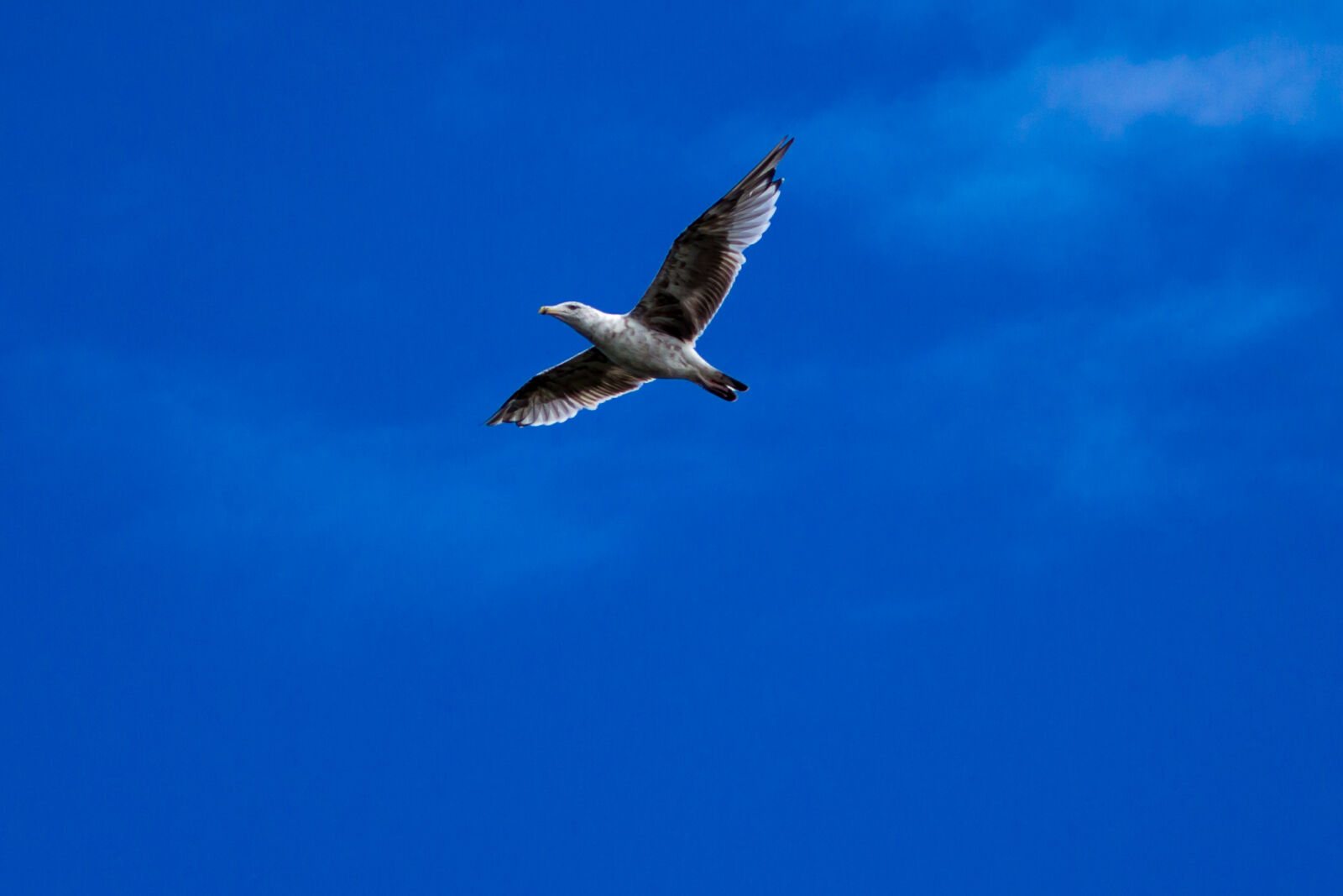 Canon EOS 600D (Rebel EOS T3i / EOS Kiss X5) sample photo. Seagull photography