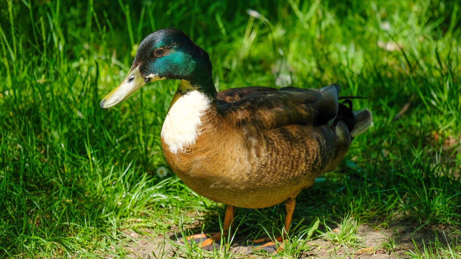 Fujifilm X-T2 + Fujifilm XF 55-200mm F3.5-4.8 R LM OIS sample photo. Duck, drake, water bird photography