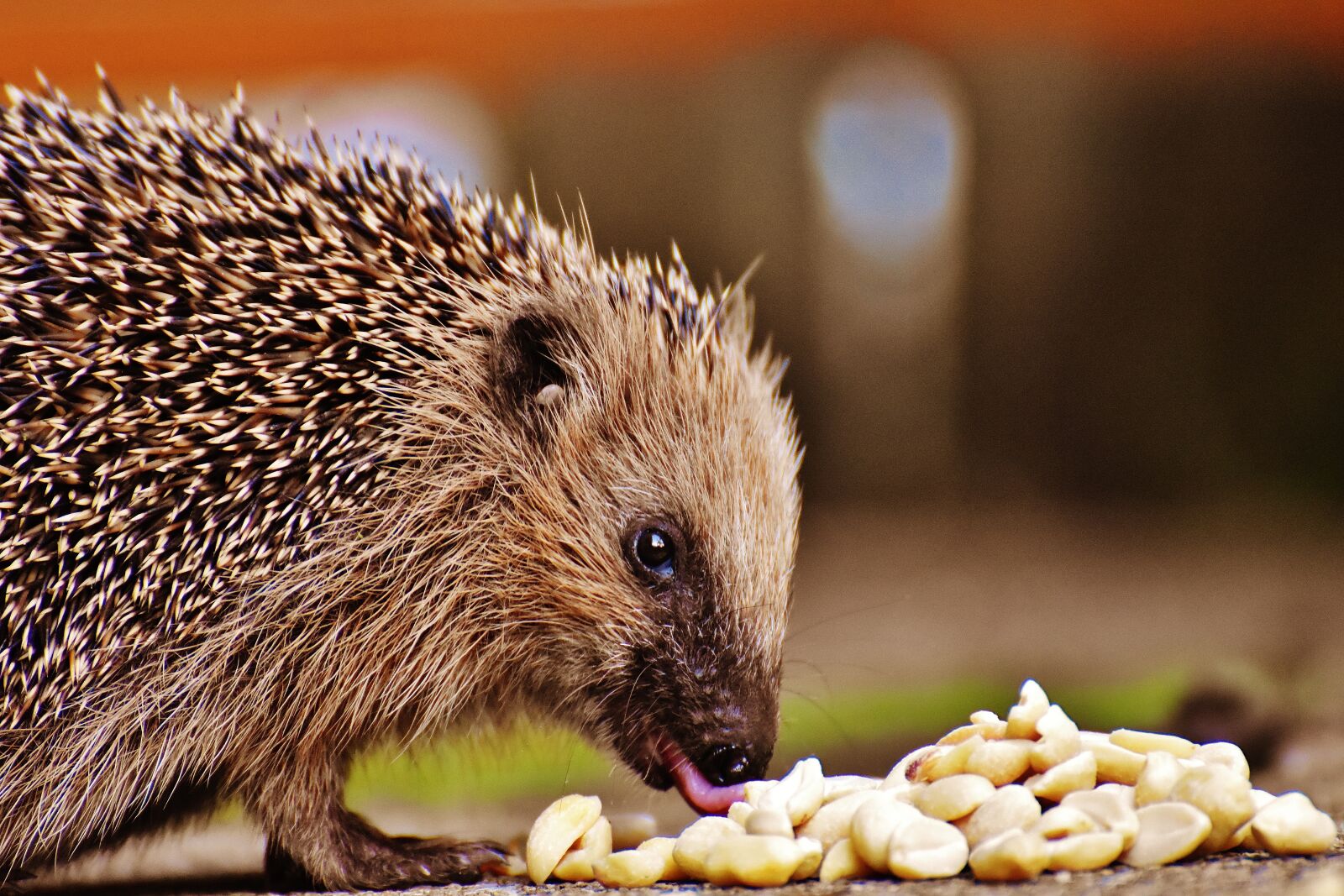 Nikon D7200 sample photo. Hedgehog child, young hedgehog photography