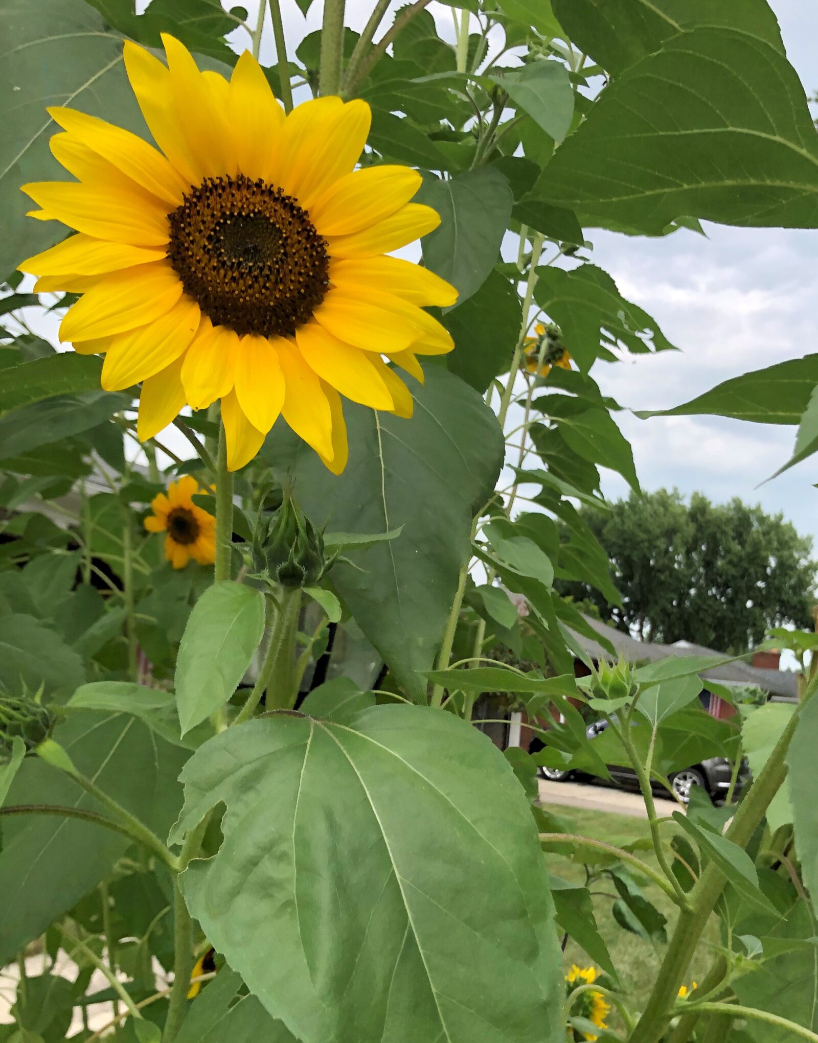 Apple iPhone 8 + iPhone 8 back camera 3.99mm f/1.8 sample photo. Sunflower, summer, happy photography