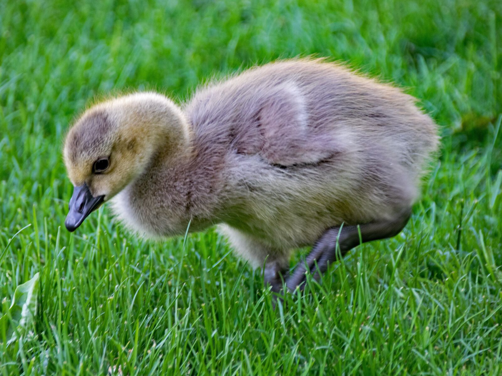 Nikon D5300 sample photo. Canada goose, goose, branta photography