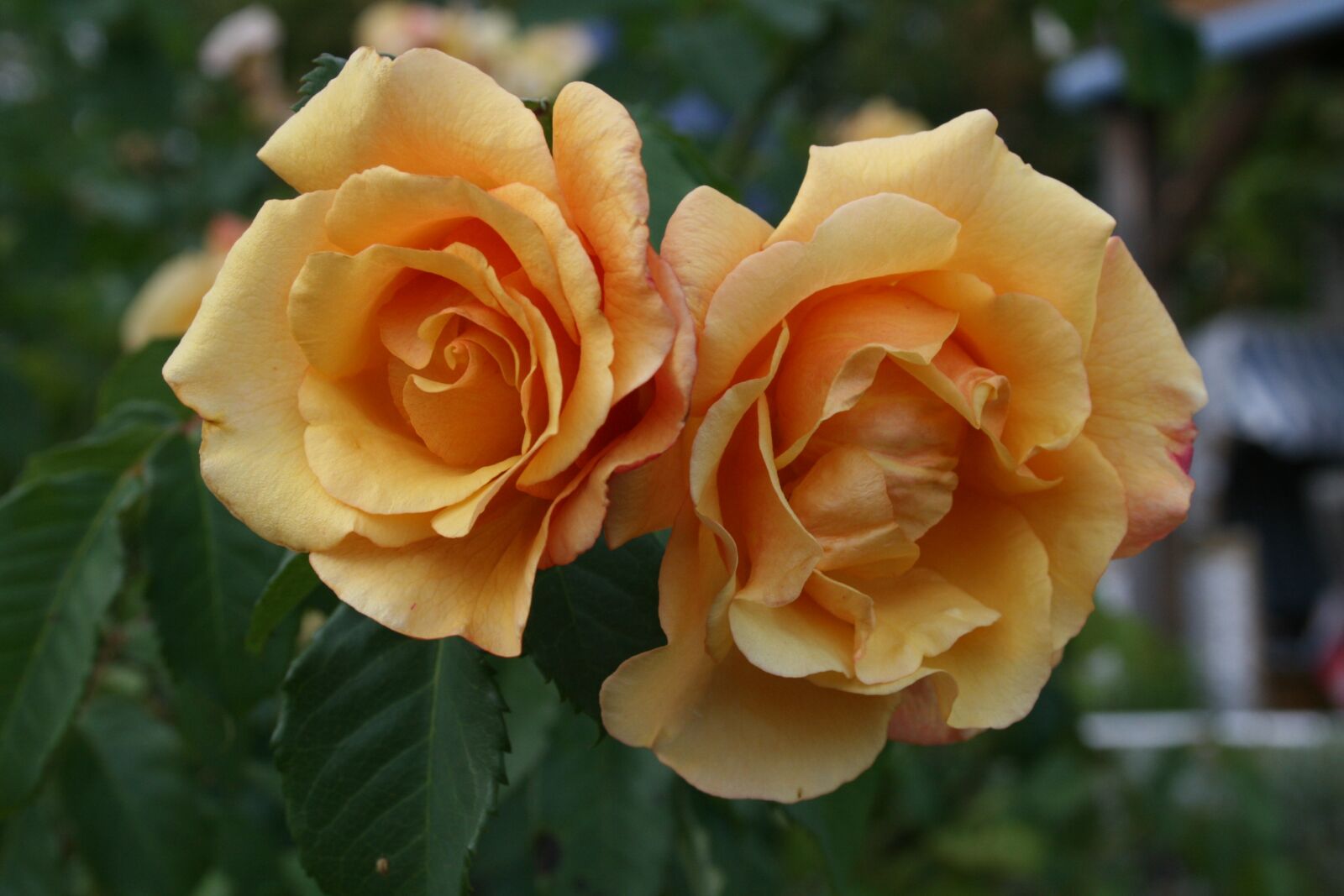 Canon EOS 400D (EOS Digital Rebel XTi / EOS Kiss Digital X) sample photo. Flower, rose, plant photography