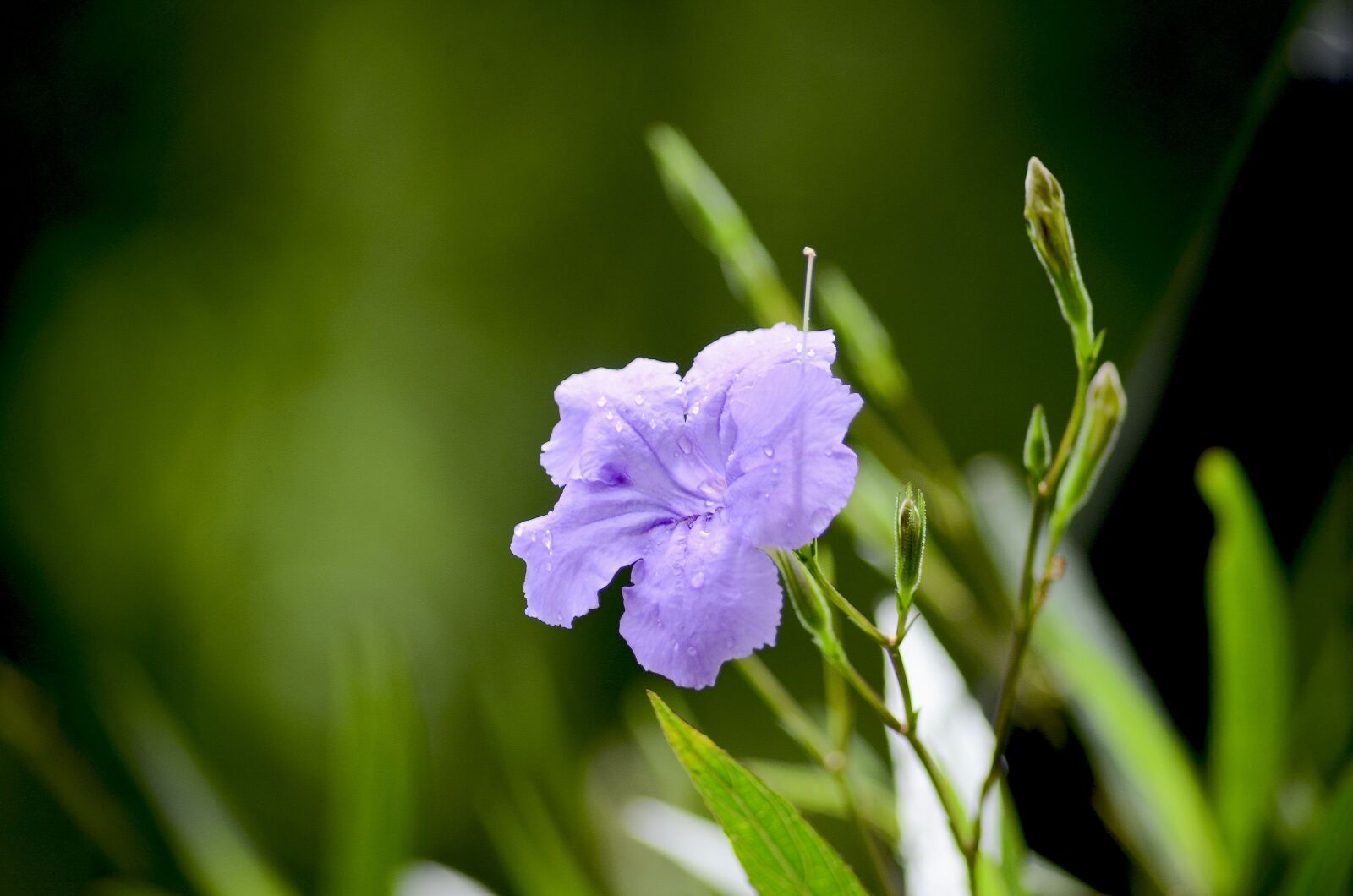 Nikon D7000 sample photo. Purple flowers, nice, the photography