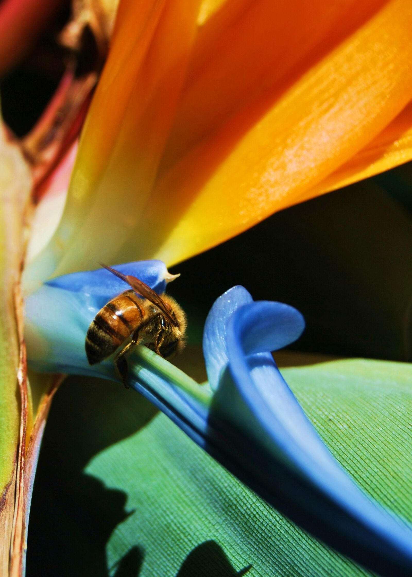 Nikon D60 sample photo. Bee, bird of paradise photography