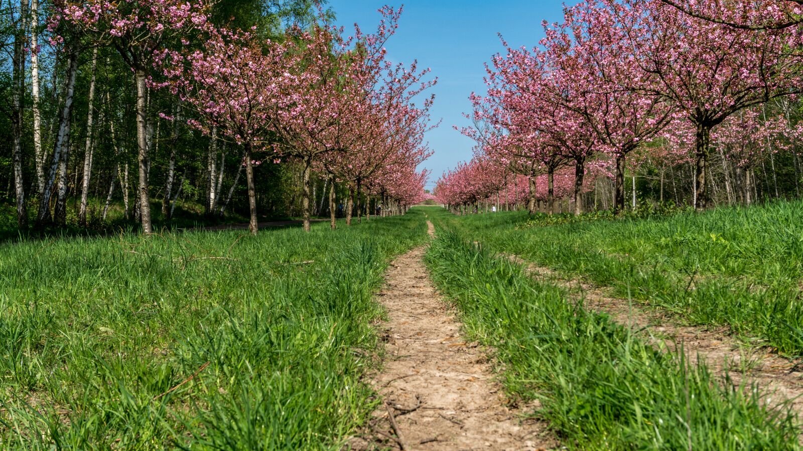 Sony Alpha a5000 (ILCE 5000) sample photo. Nature, season, trees photography