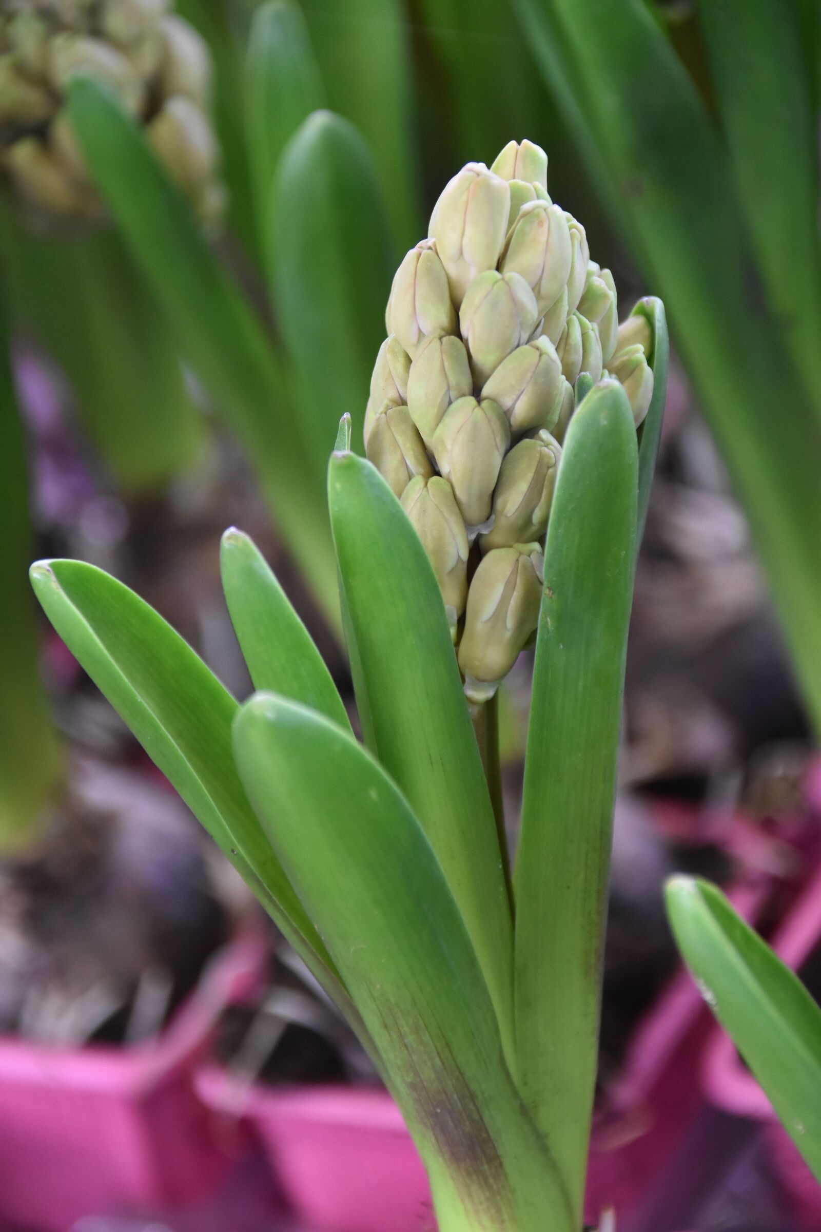 Nikon D5600 sample photo. Flower, hyacinth, hyacinth bloom photography