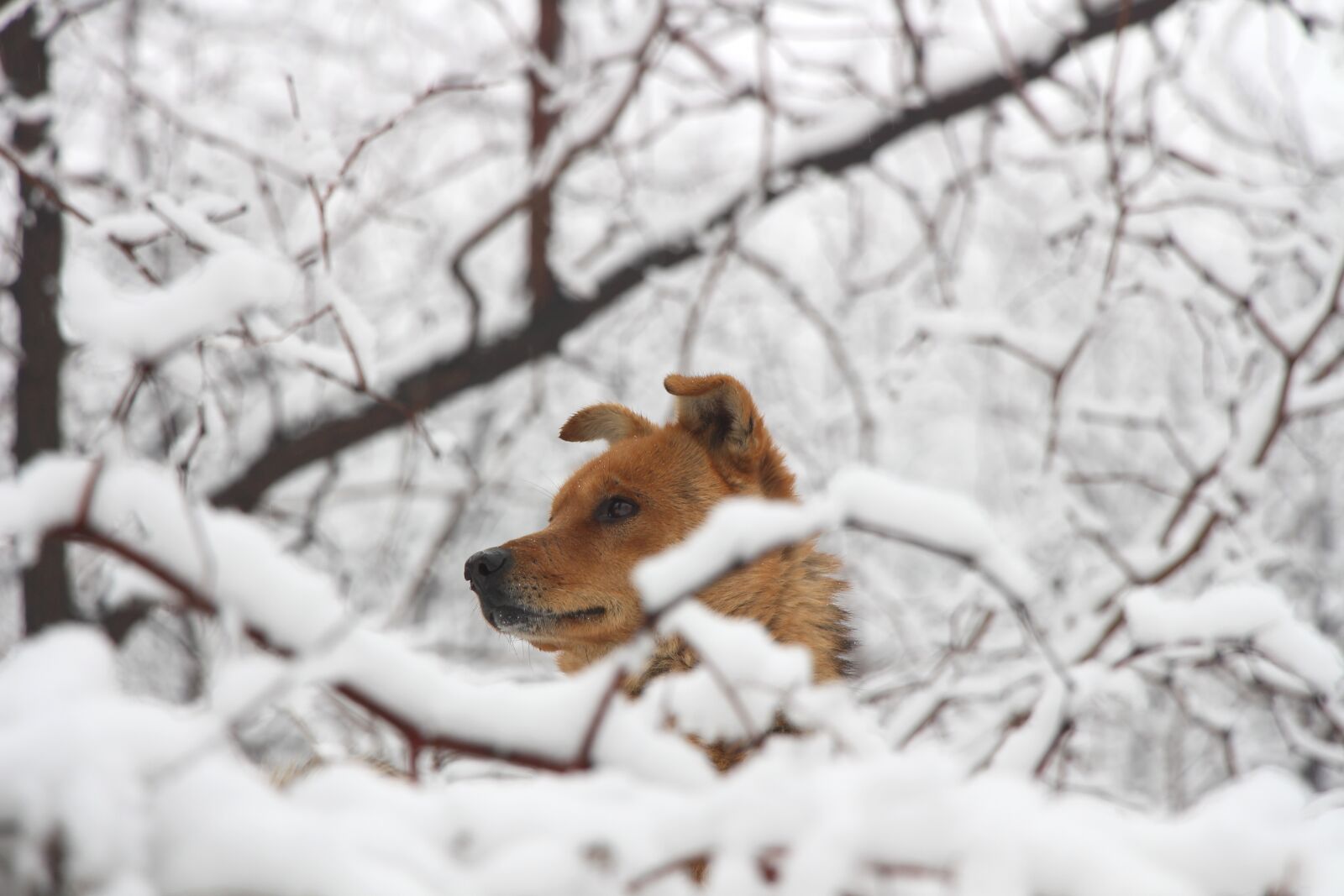 Canon EOS 700D (EOS Rebel T5i / EOS Kiss X7i) sample photo. Dog, chinese rural dogs photography