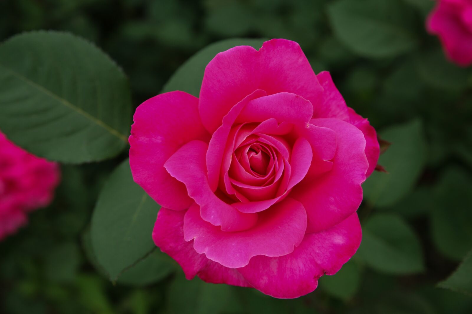 Canon EOS 5D sample photo. Rose, flowers, rose garden photography